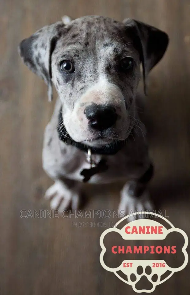 1-3 months Female Purebred Great Dane in Accra Metropolitan Dogs