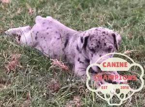 1-3 months Female Purebred Great Dane