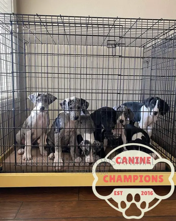 Great Dane Giant Breed Dog Crate Dane Puppies Kennel For A Great
