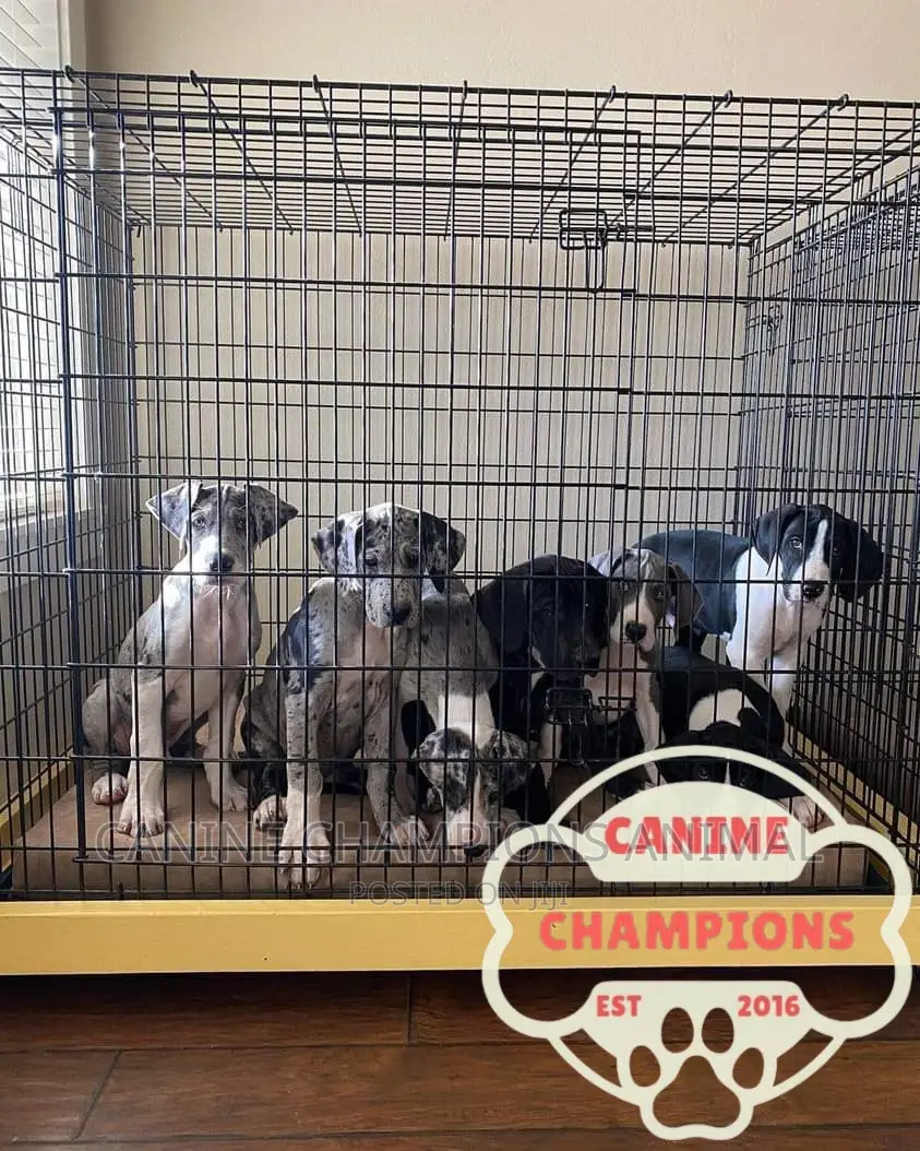 1-3 months Female Purebred Great Dane