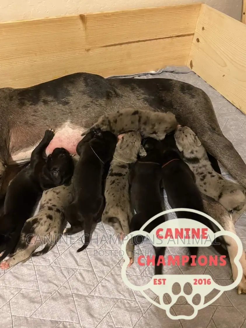 1-3 months Female Purebred Great Dane