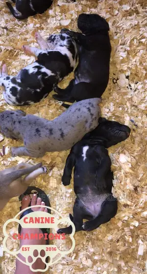 1-3 months Female Purebred Great Dane