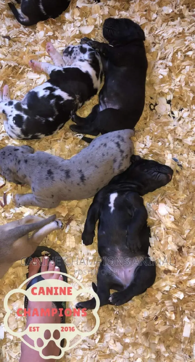 1-3 months Female Purebred Great Dane