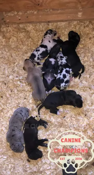 1-3 months Female Purebred Great Dane