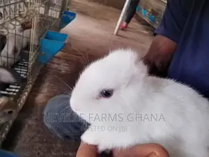 Pet Rabbits Just for You