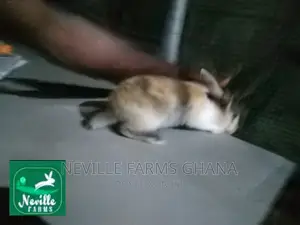 Pet Rabbits Just for You