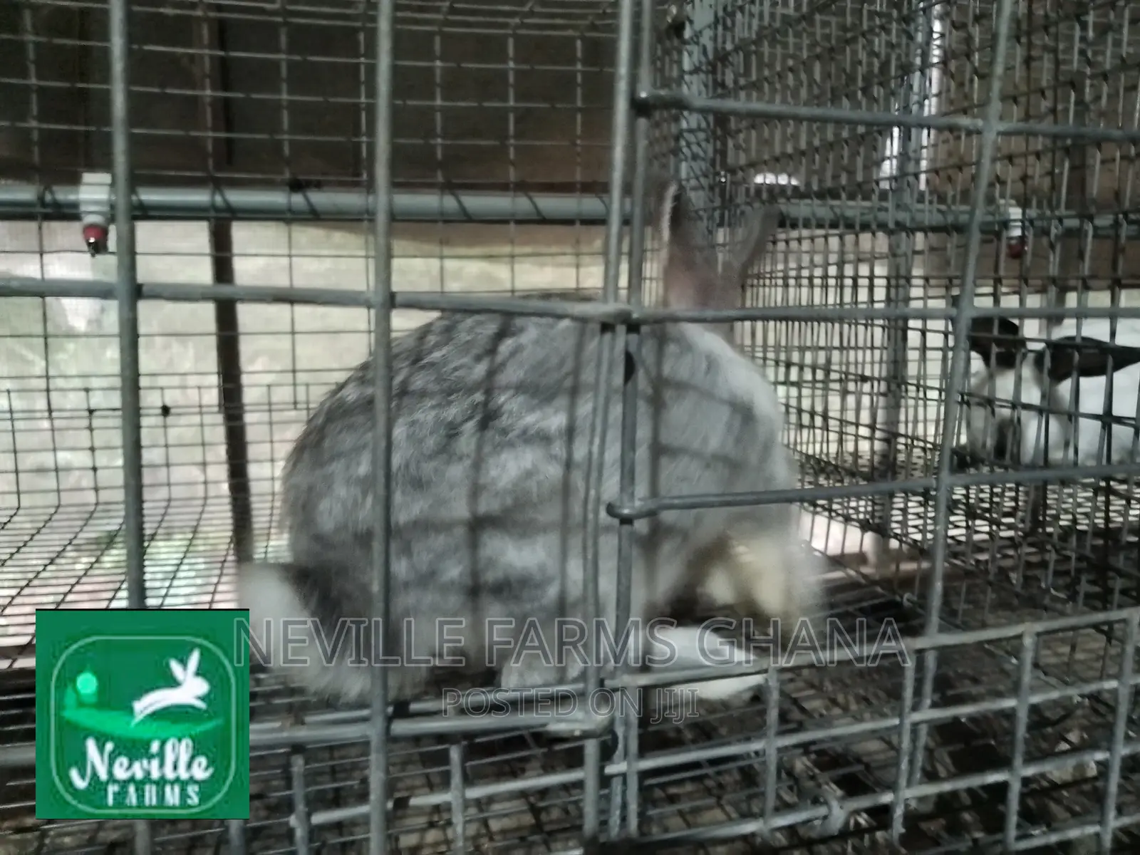 Well Nurtured Rabbits for Meat and Breeding
