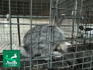 Well Nurtured Rabbits for Meat and Breeding
