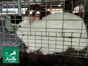 Well Nurtured Rabbits for Meat and Breeding
