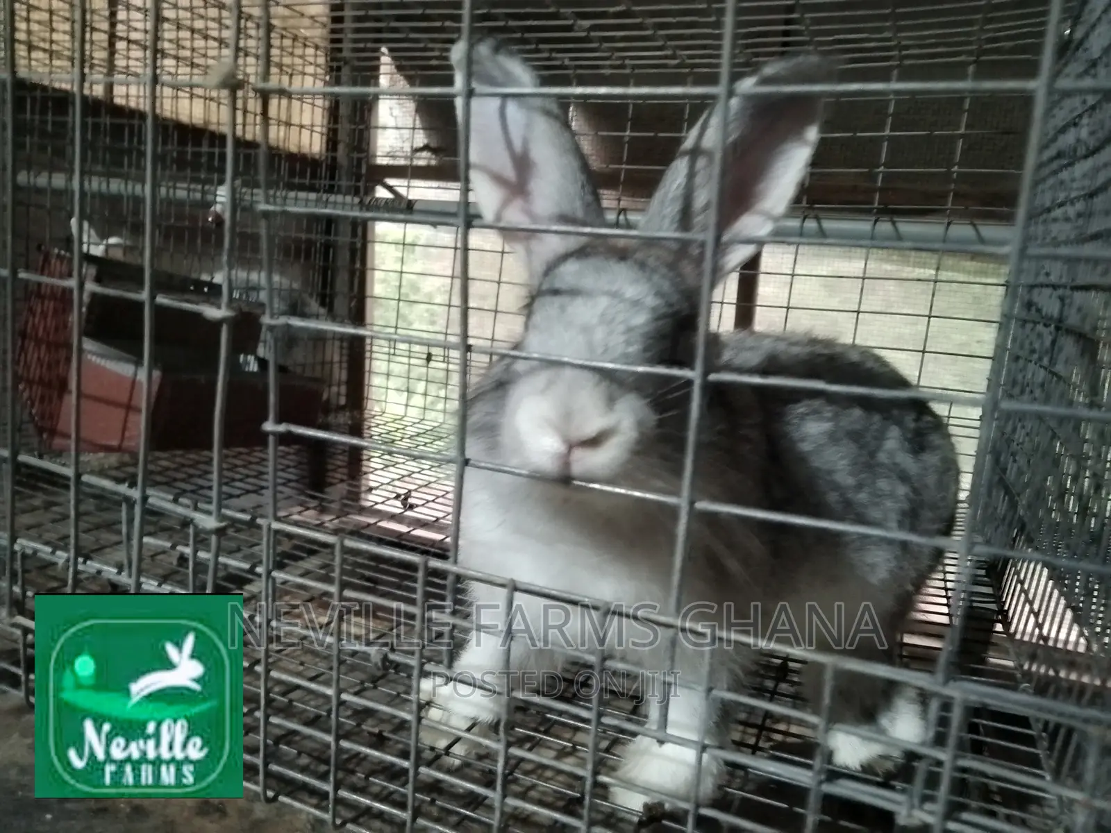 Well Nurtured Rabbits for Meat and Breeding