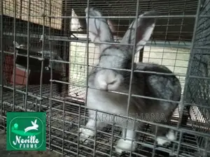 Well Nurtured Rabbits for Meat and Breeding