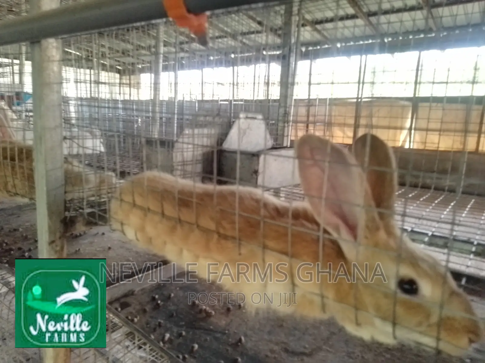 Well Nurtured Rabbits for Meat and Breeding