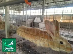Well Nurtured Rabbits for Meat and Breeding