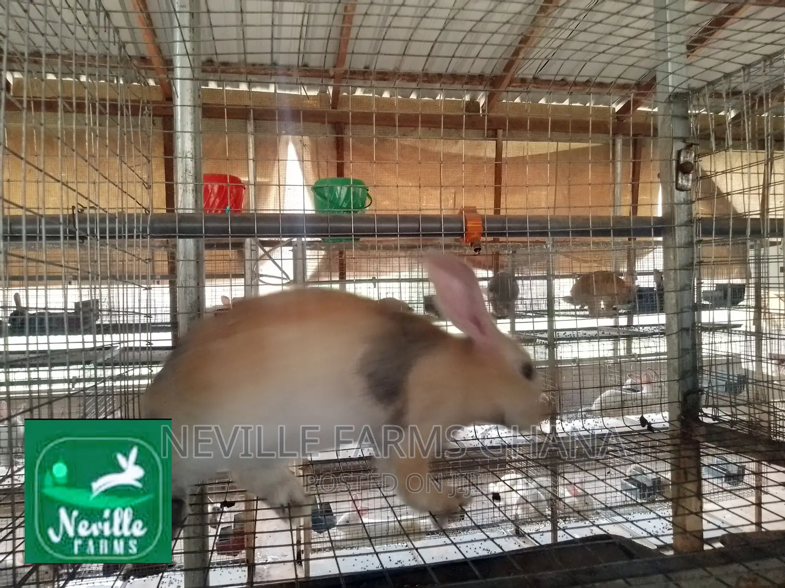 Well Nurtured Rabbits for Meat and Breeding