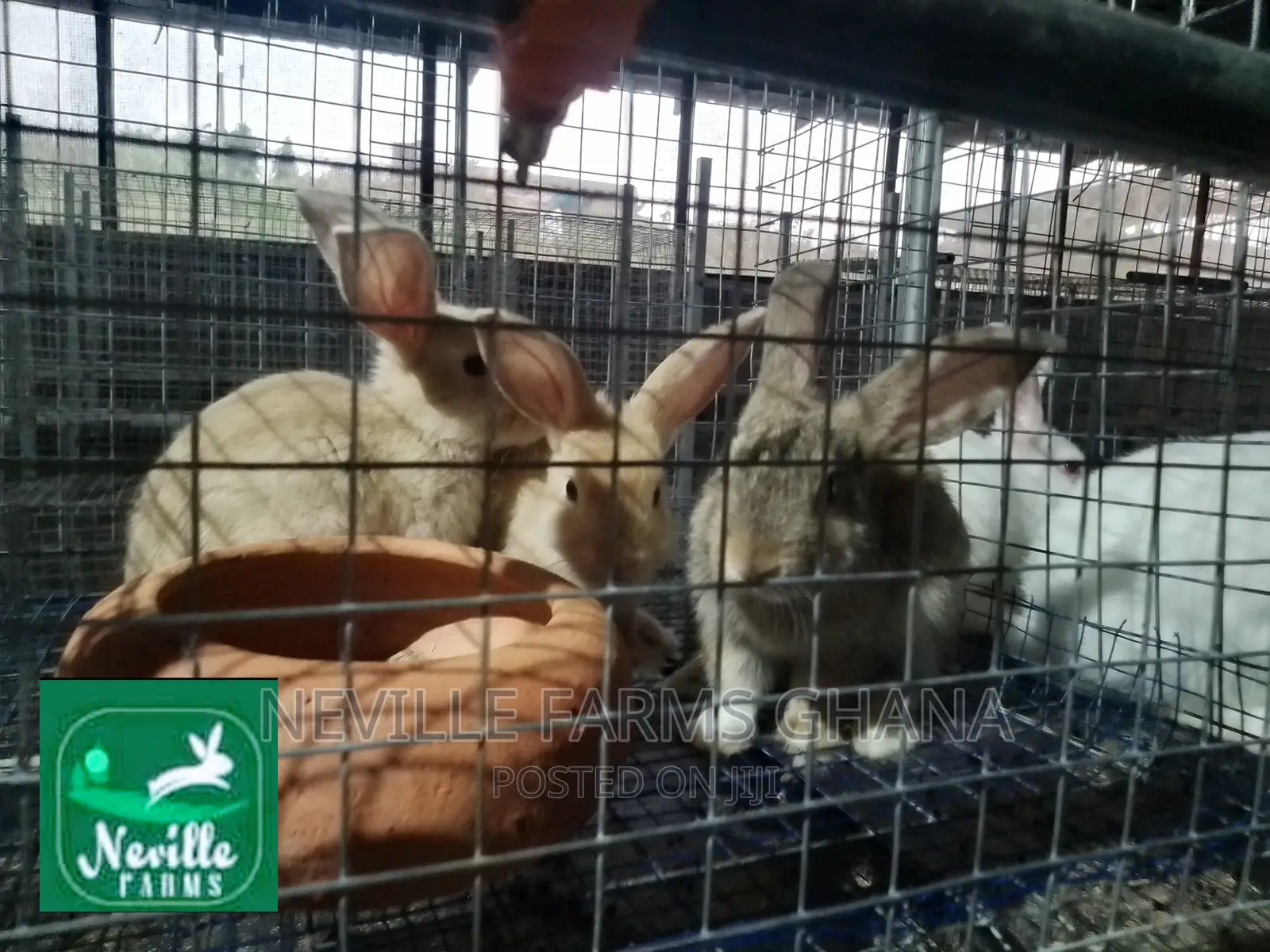 Healthy Rabbit Weaners for Sale