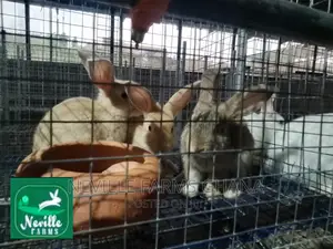Healthy Rabbit Weaners for Sale