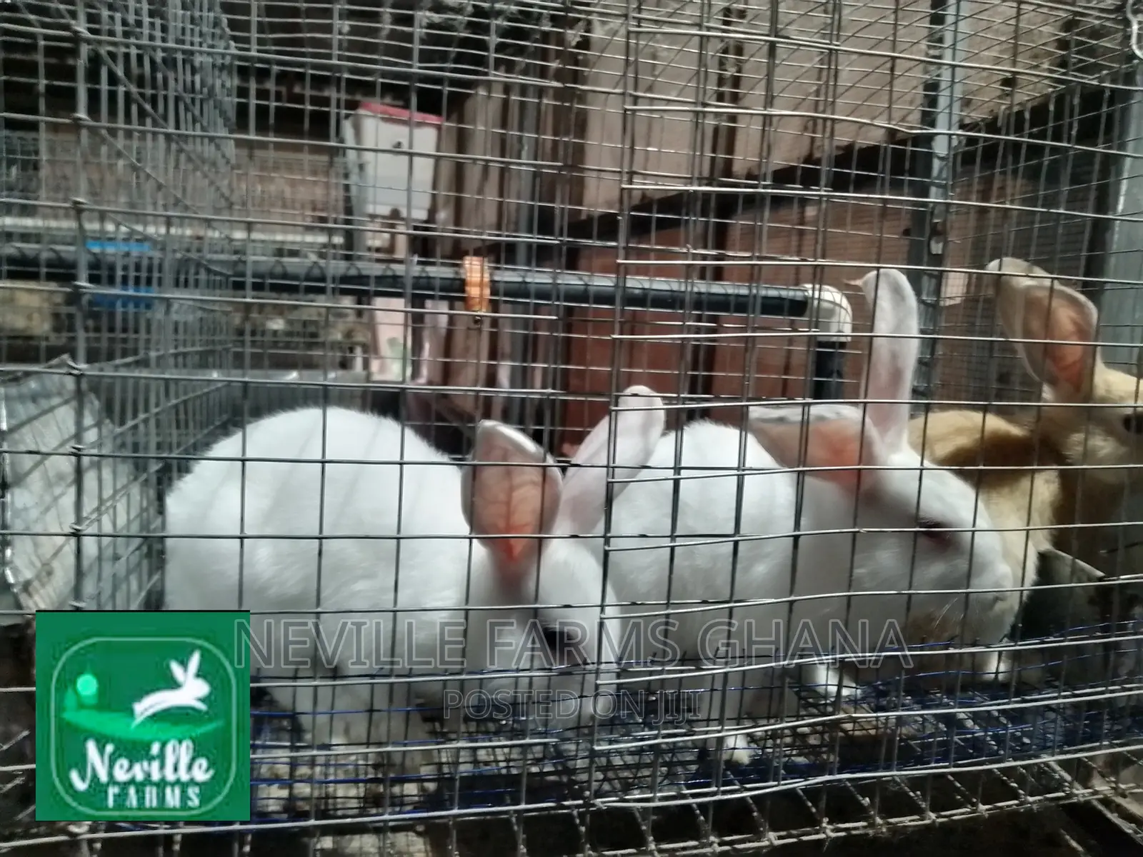 Healthy Rabbit Weaners for Sale