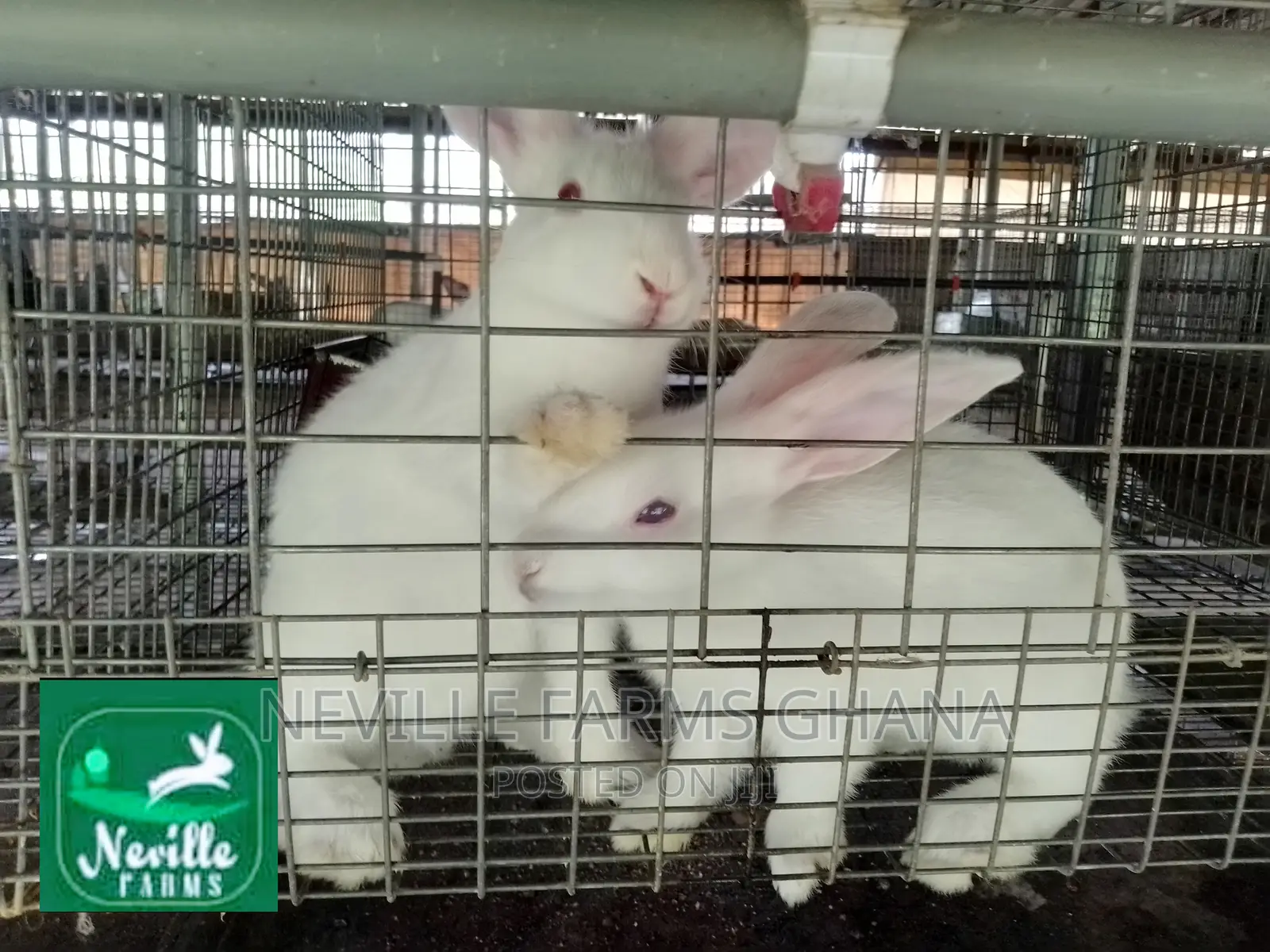Healthy Rabbit Weaners for Sale