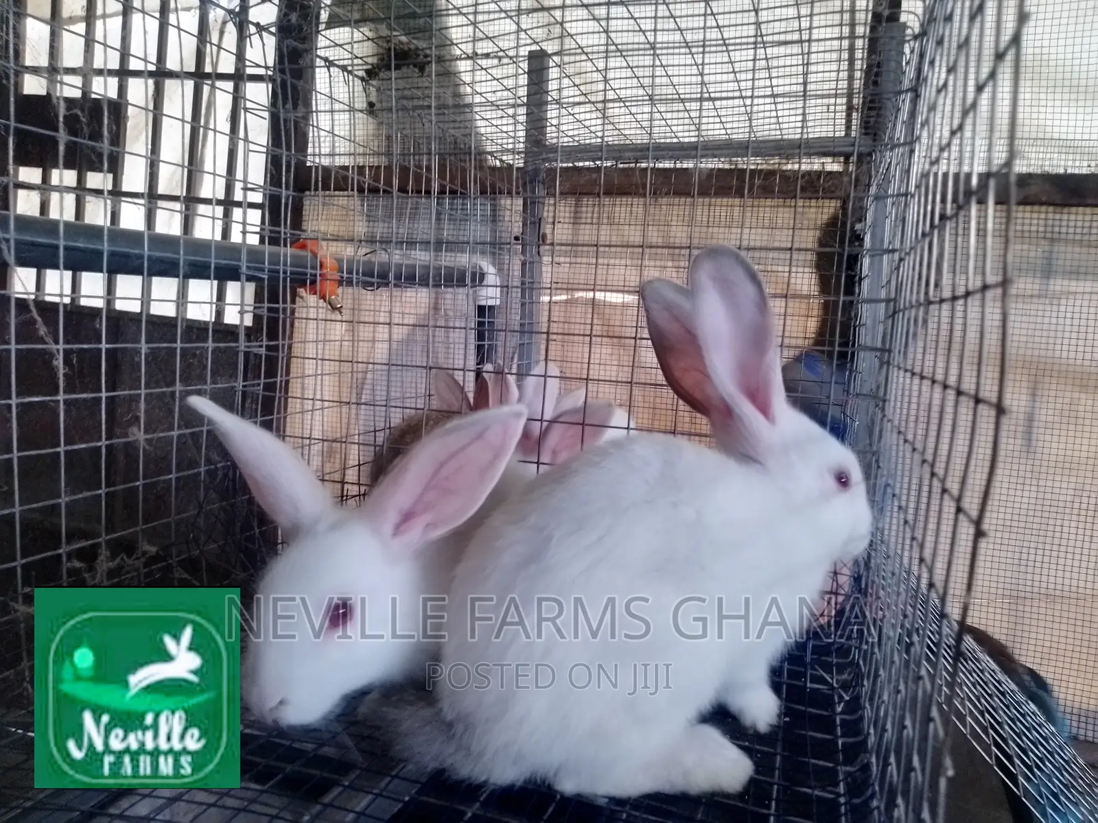 Healthy Rabbit Weaners for Sale