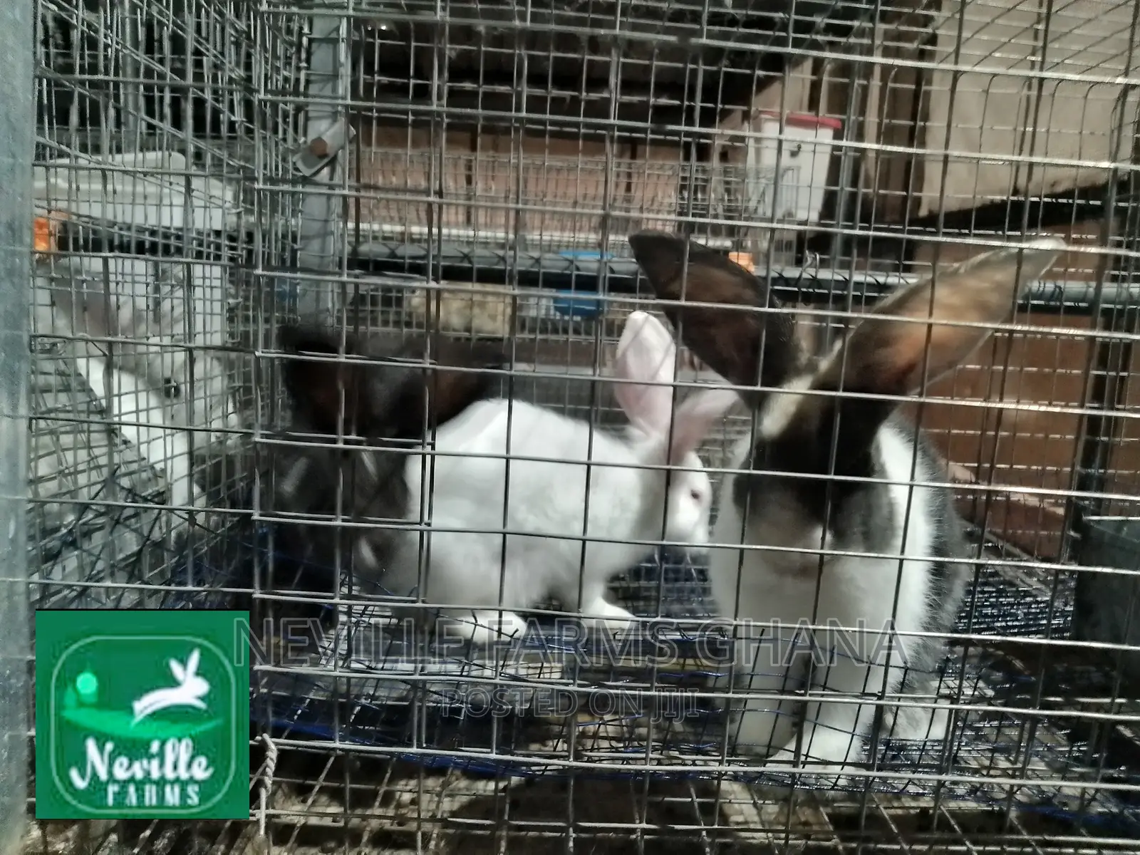 Healthy Rabbit Weaners for Sale
