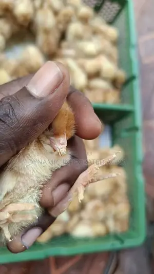 Imported Layer Day Old Chicks