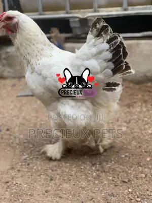 Young Female Brahmas Chicken 0001