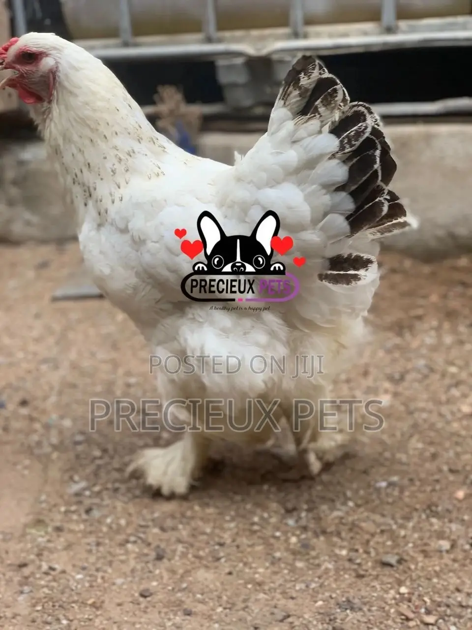 Young Female Brahmas Chicken 0001