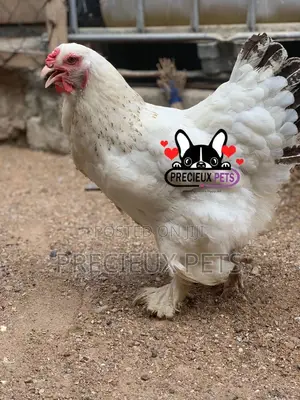 Young Female Brahmas Chicken 0001