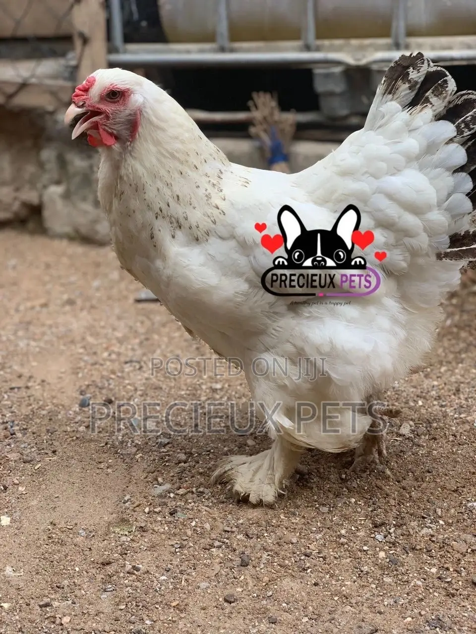 Young Female Brahmas Chicken 0001