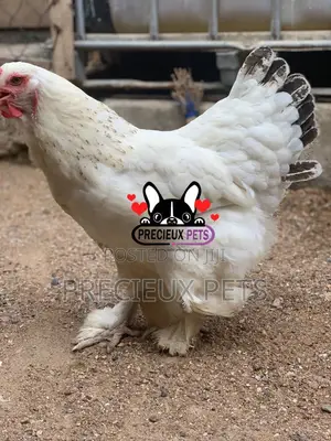 Young Female Brahmas Chicken 0001