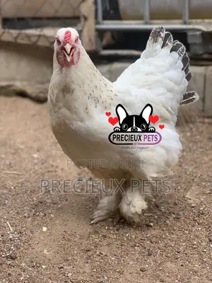 Young Female Brahmas Chicken 0001