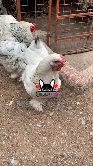 Young Female Brahmas Chicken 0001