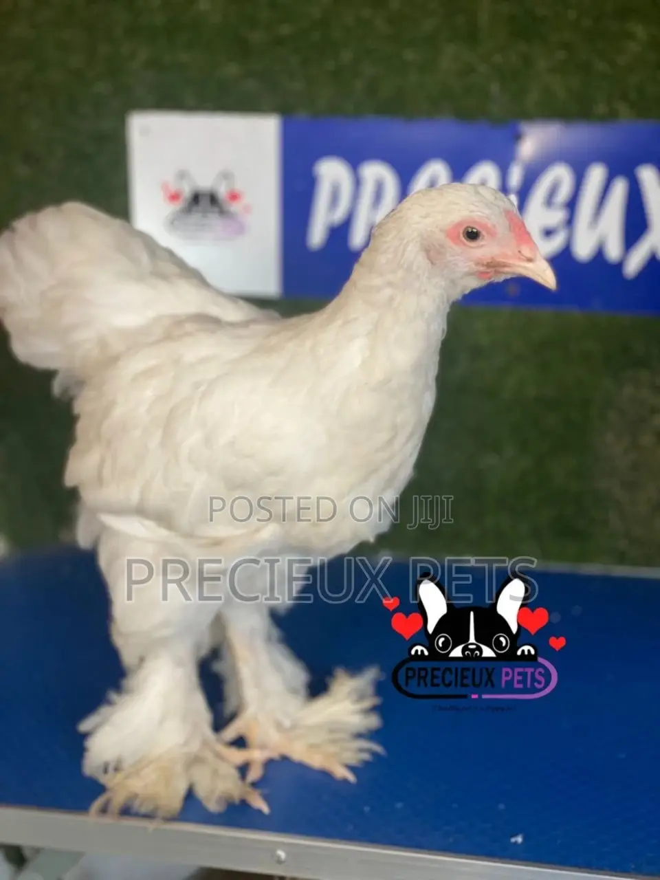 10 Weeks Old Brahmas Chicken