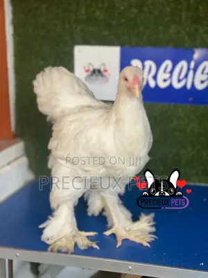 10 Weeks Old Brahmas Chicken