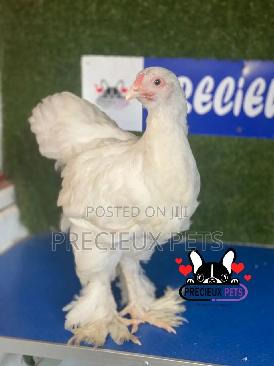 10 Weeks Old Brahmas Chicken