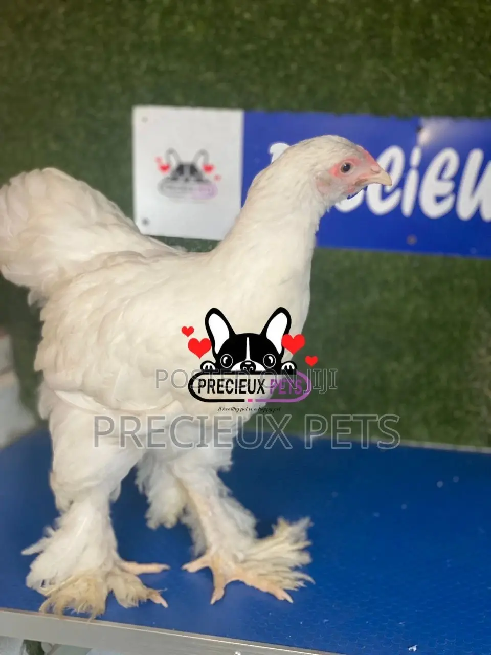 10 Weeks Old Brahmas Chicken