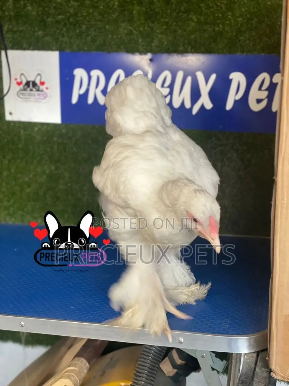 10 Weeks Old Brahmas Chicken
