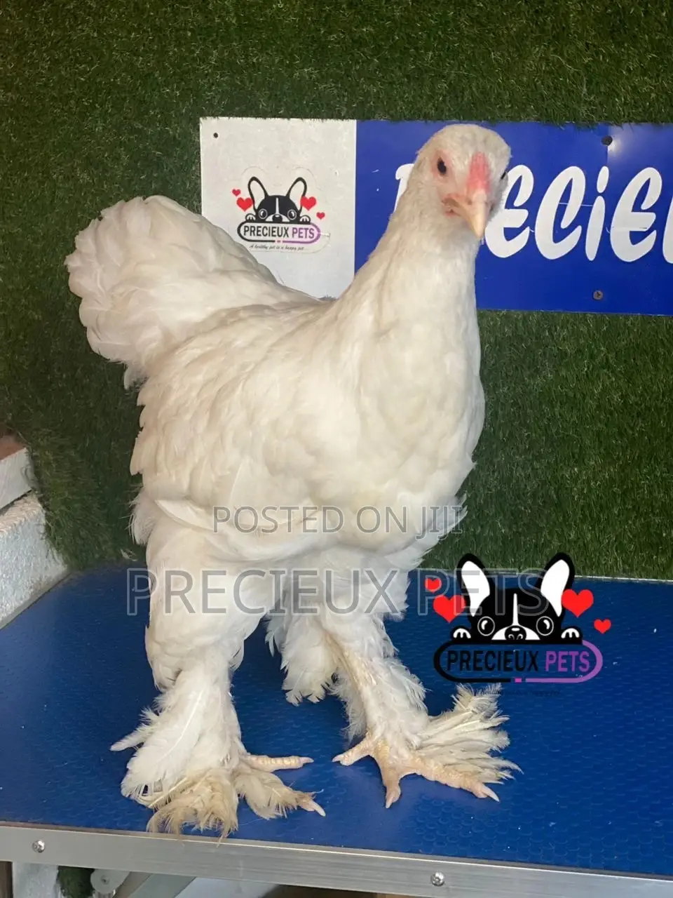 10 Weeks Old Brahmas Chicken