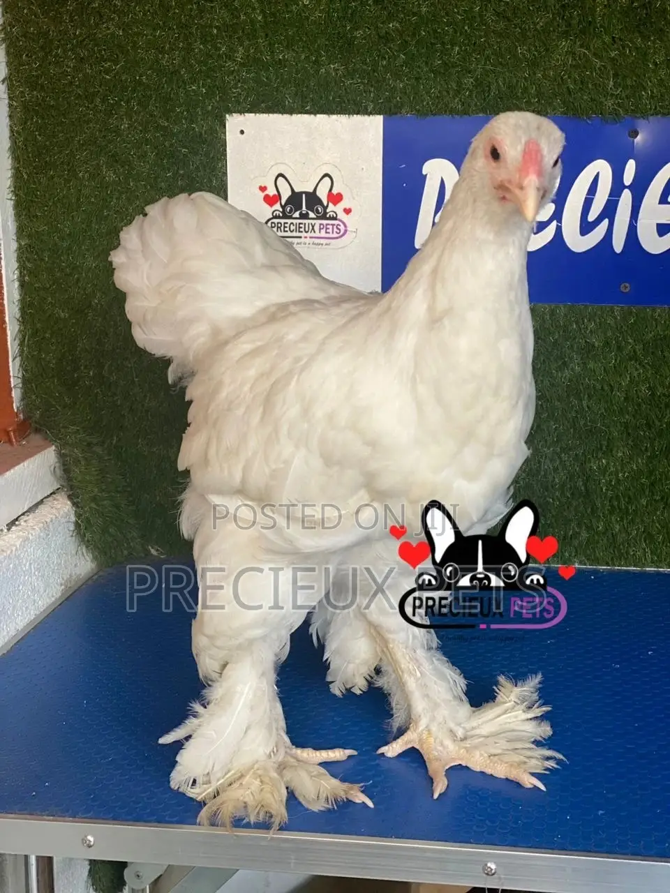 10 Weeks Old Brahmas Chicken