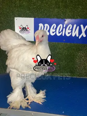 10 Weeks Old Brahmas Chicken