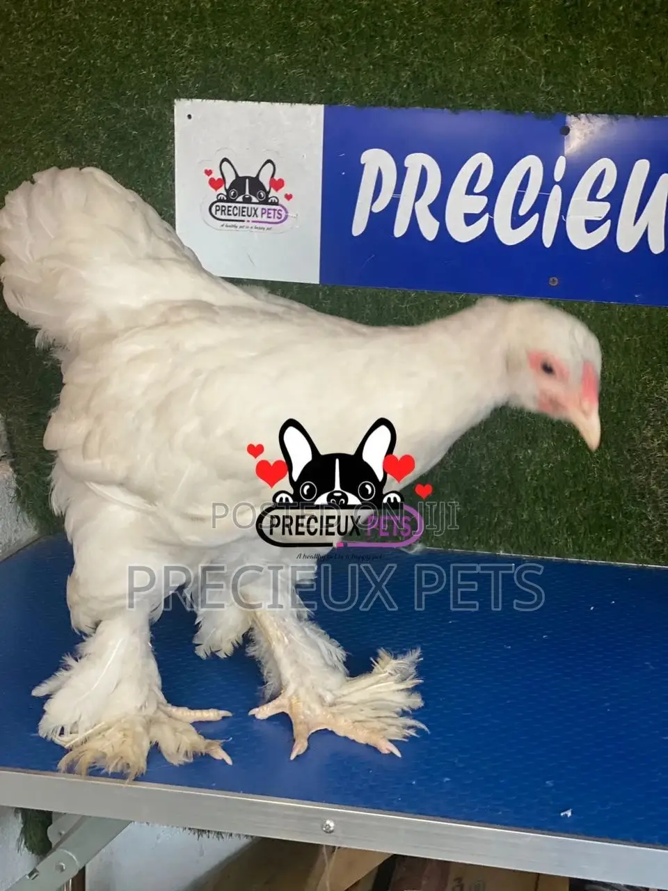 10 Weeks Old Brahmas Chicken