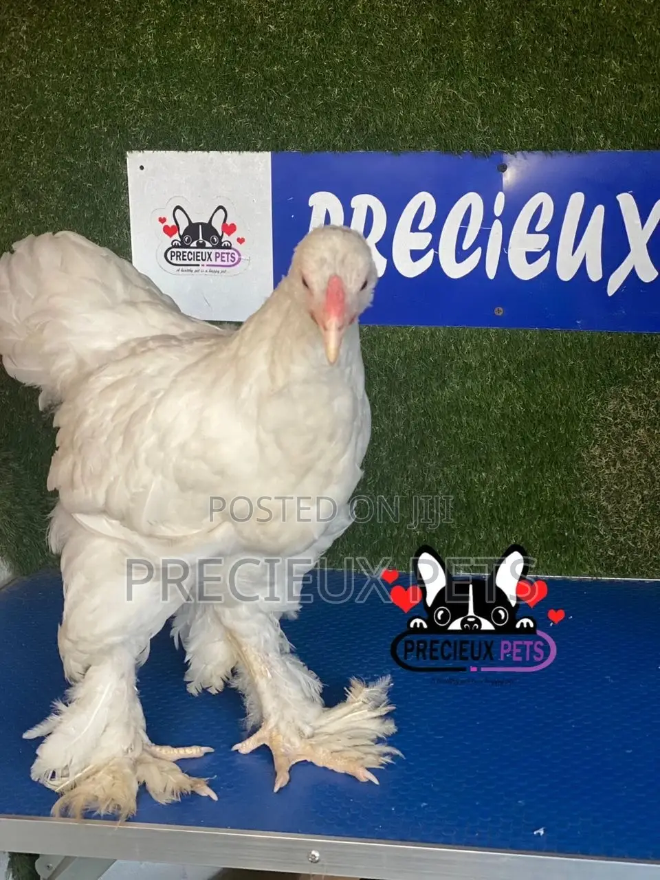 10 Weeks Old Brahmas Chicken