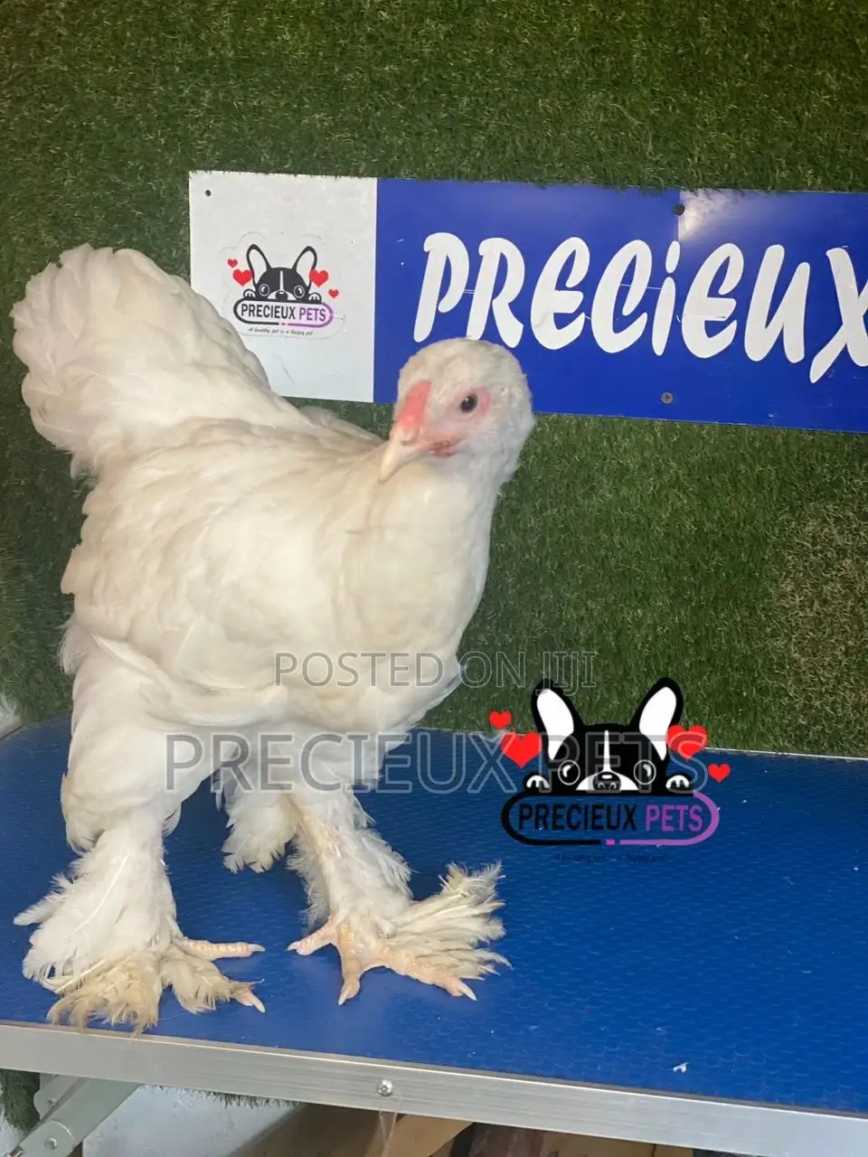10 Weeks Old Brahmas Chicken