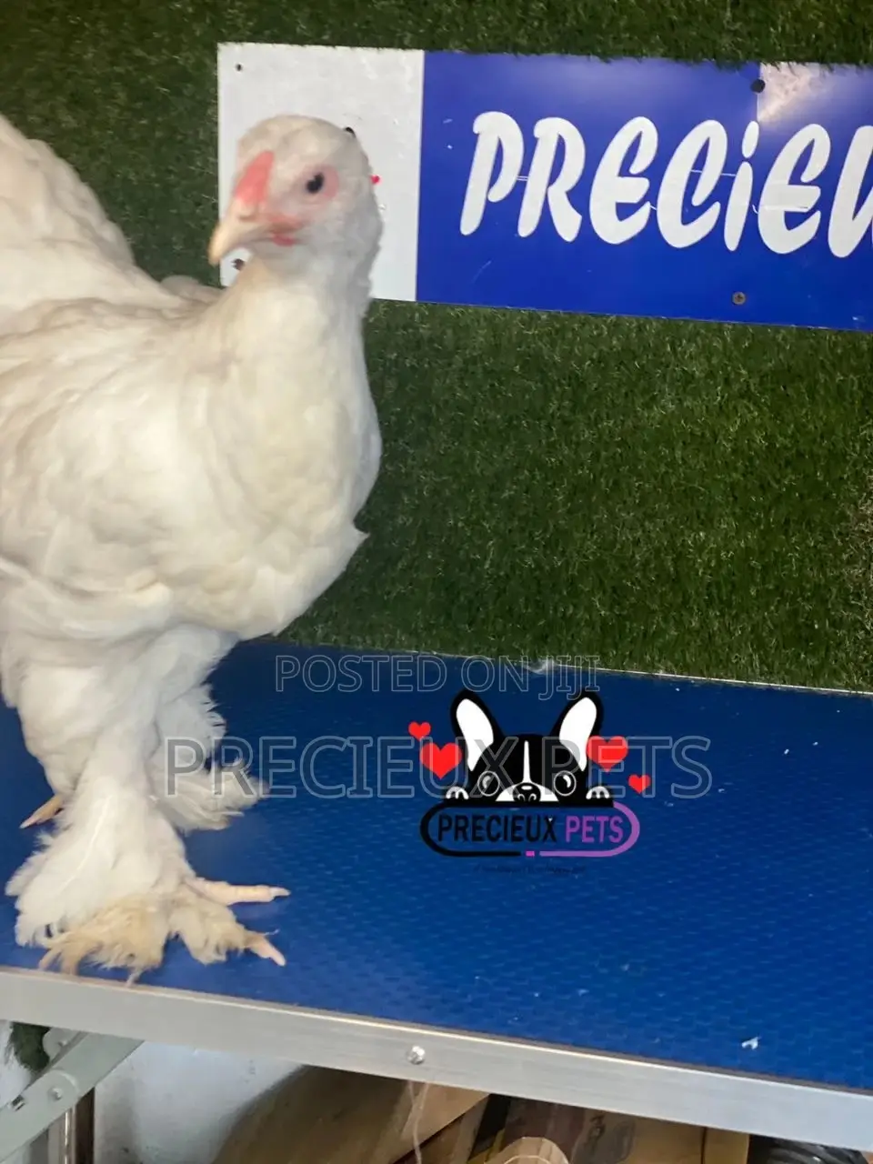 10 Weeks Old Brahmas Chicken