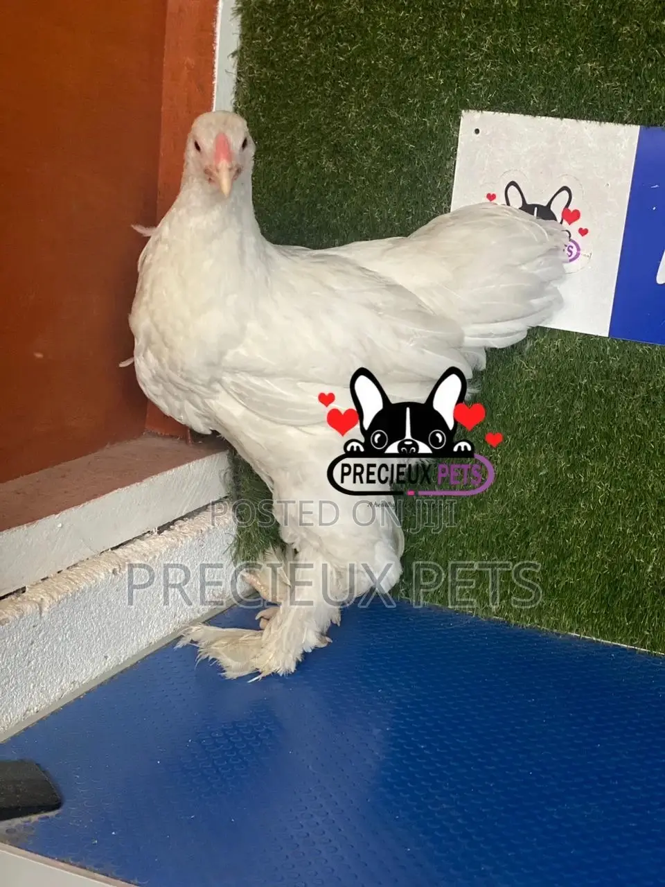 10 Weeks Old Brahmas Chicken