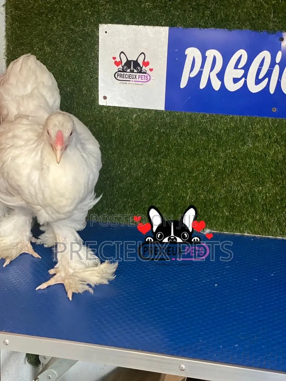 10 Weeks Old Brahmas Chicken