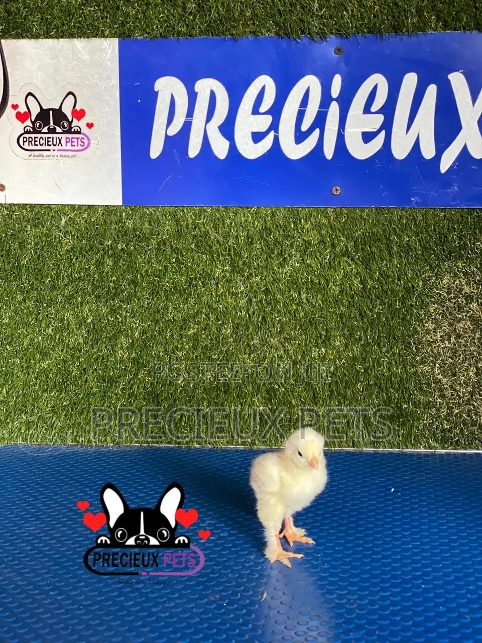 2-8 Days Old Brahma Chicks