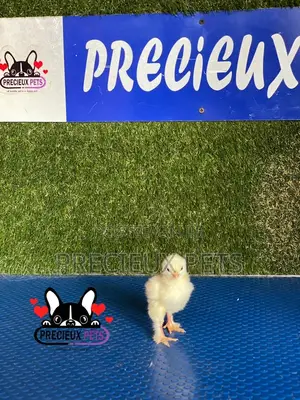2-8 Days Old Brahma Chicks