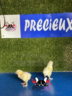 2-8 Days Old Brahma Chicks
