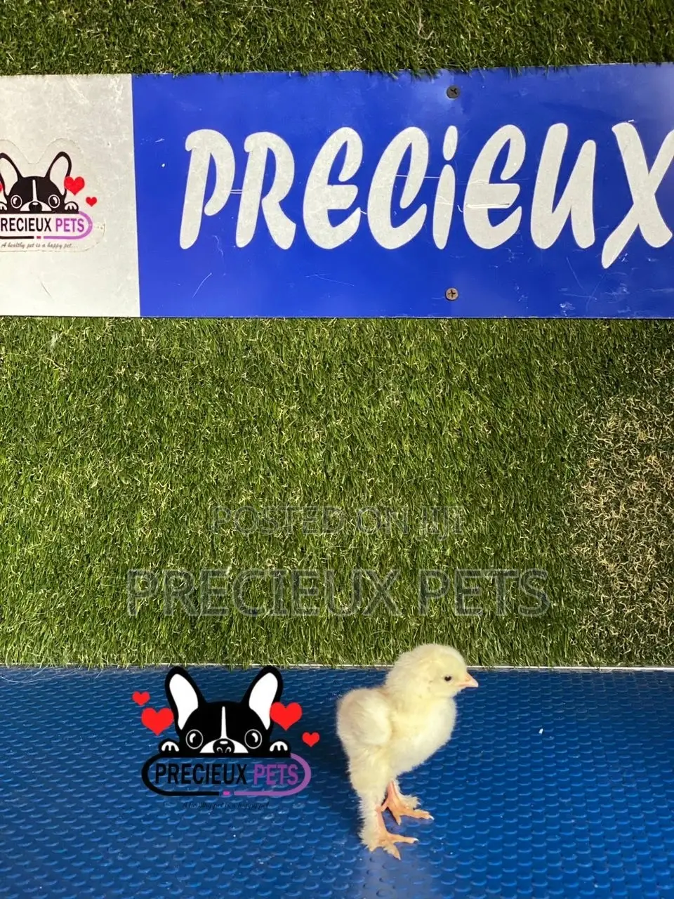 2-8 Days Old Brahma Chicks